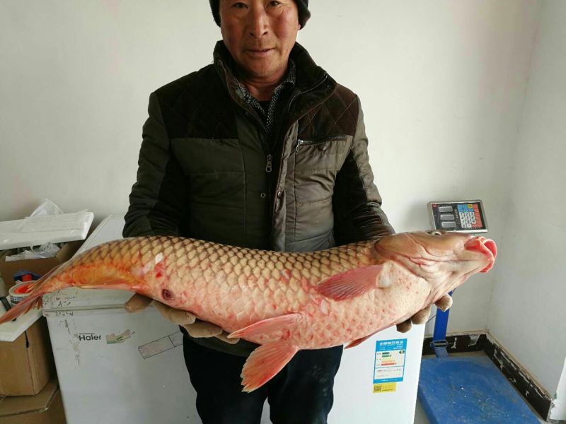 河鲤鱼2~3公斤食用
