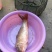 河鲤鱼2~3公斤食用