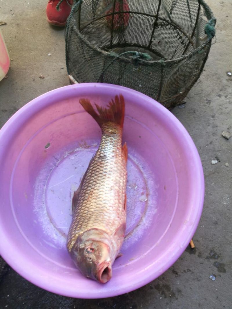 河鲤鱼2~3公斤食用