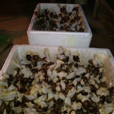 白玉蜗牛