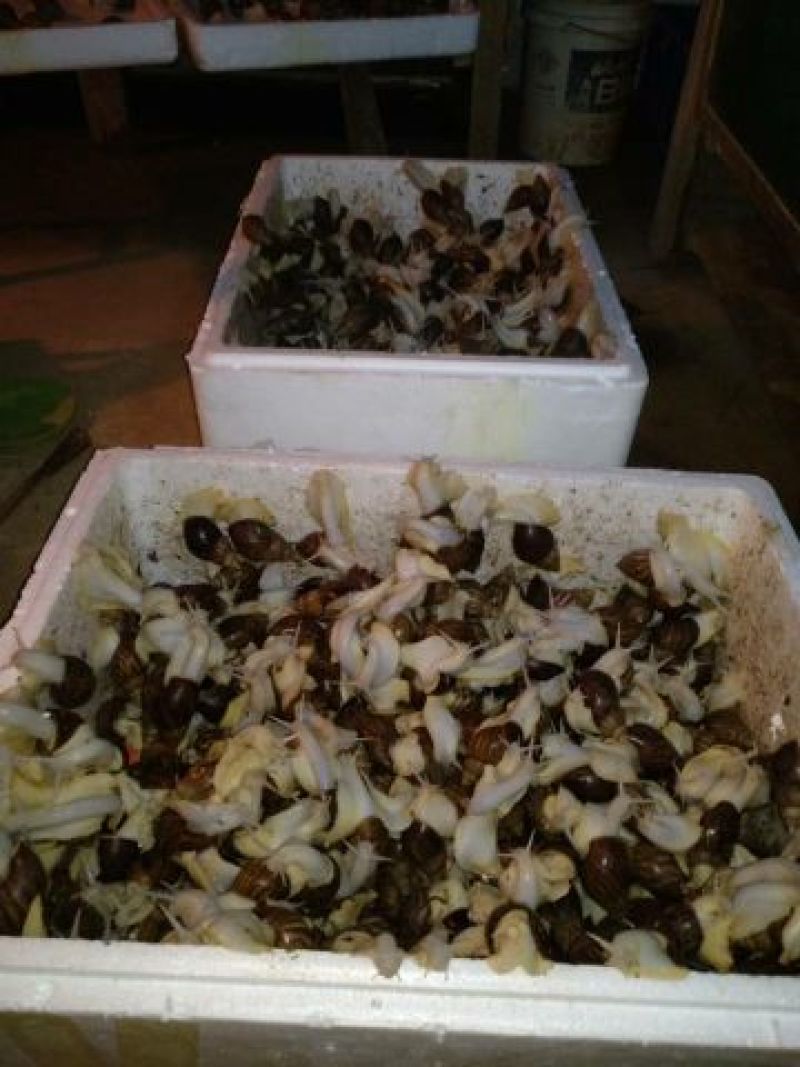 白玉蜗牛