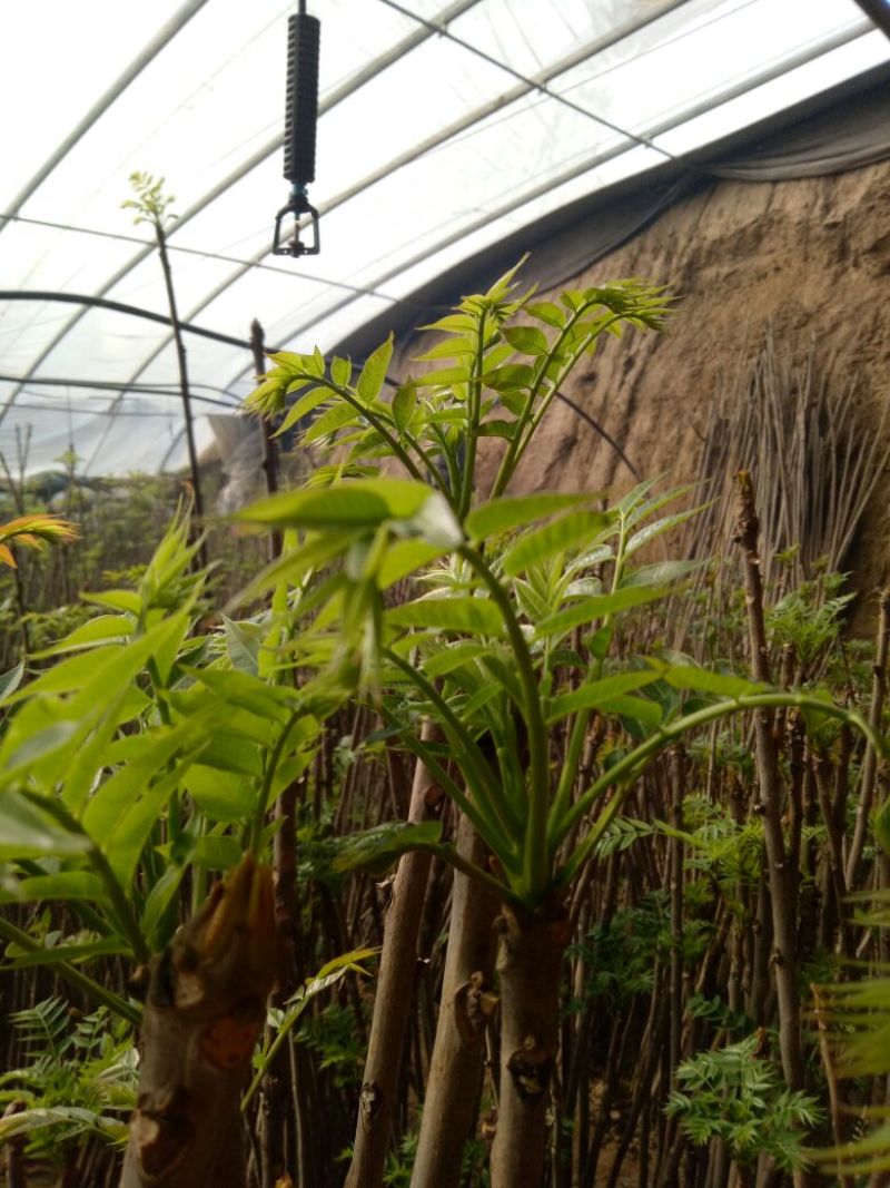 香椿芽20cm以下