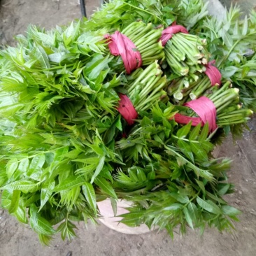香椿芽20cm以下