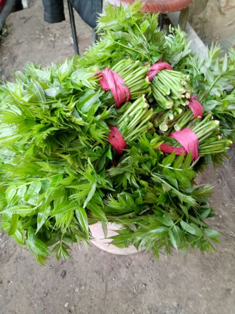 香椿芽20cm以下