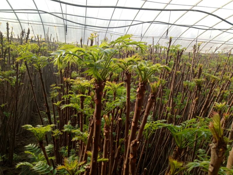 香椿芽20cm以下