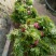 香椿芽20cm以下