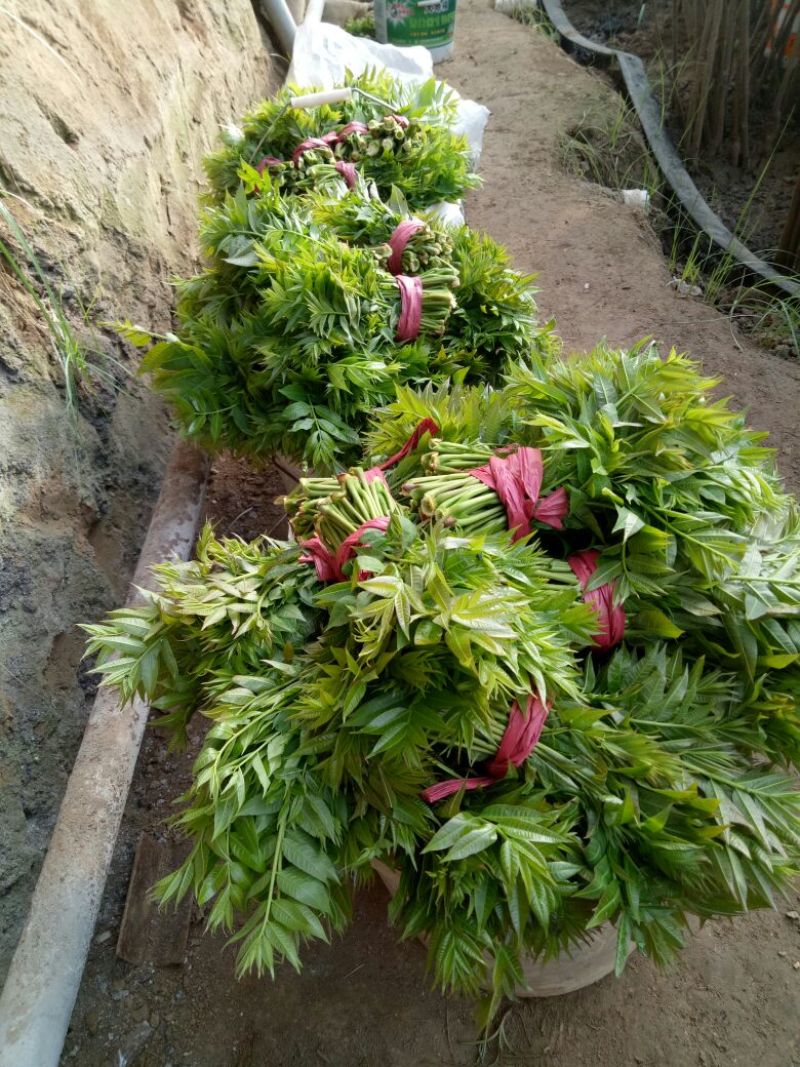 香椿芽20cm以下