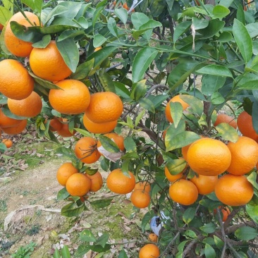 沃柑60~90cm