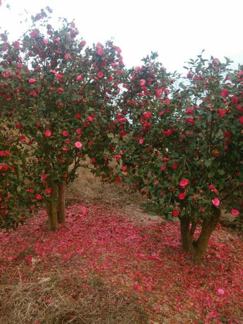 茶花树
