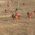 青年鸡散养土鸡2~3斤