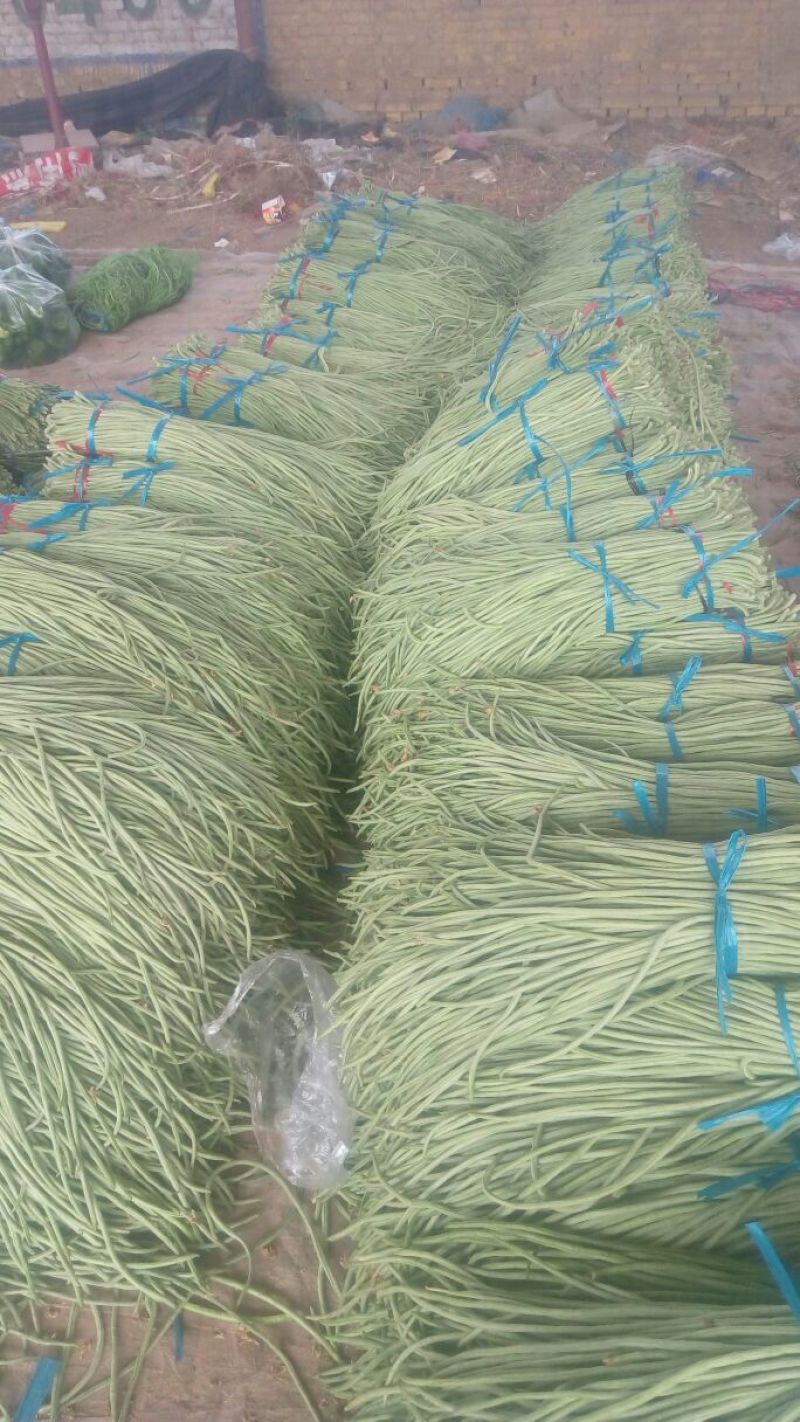 豆角精品，大量供应，货源充足，适合个大市场需求