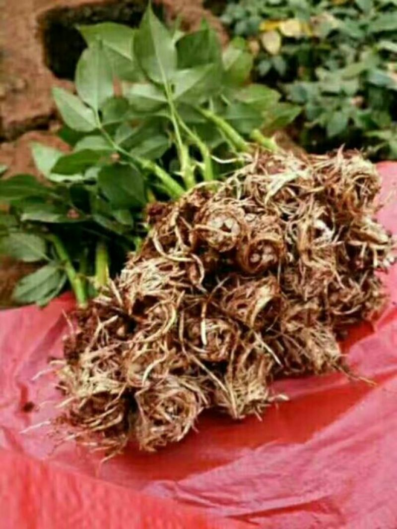 玫瑰花20~30cm