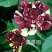 玫瑰花20~30cm