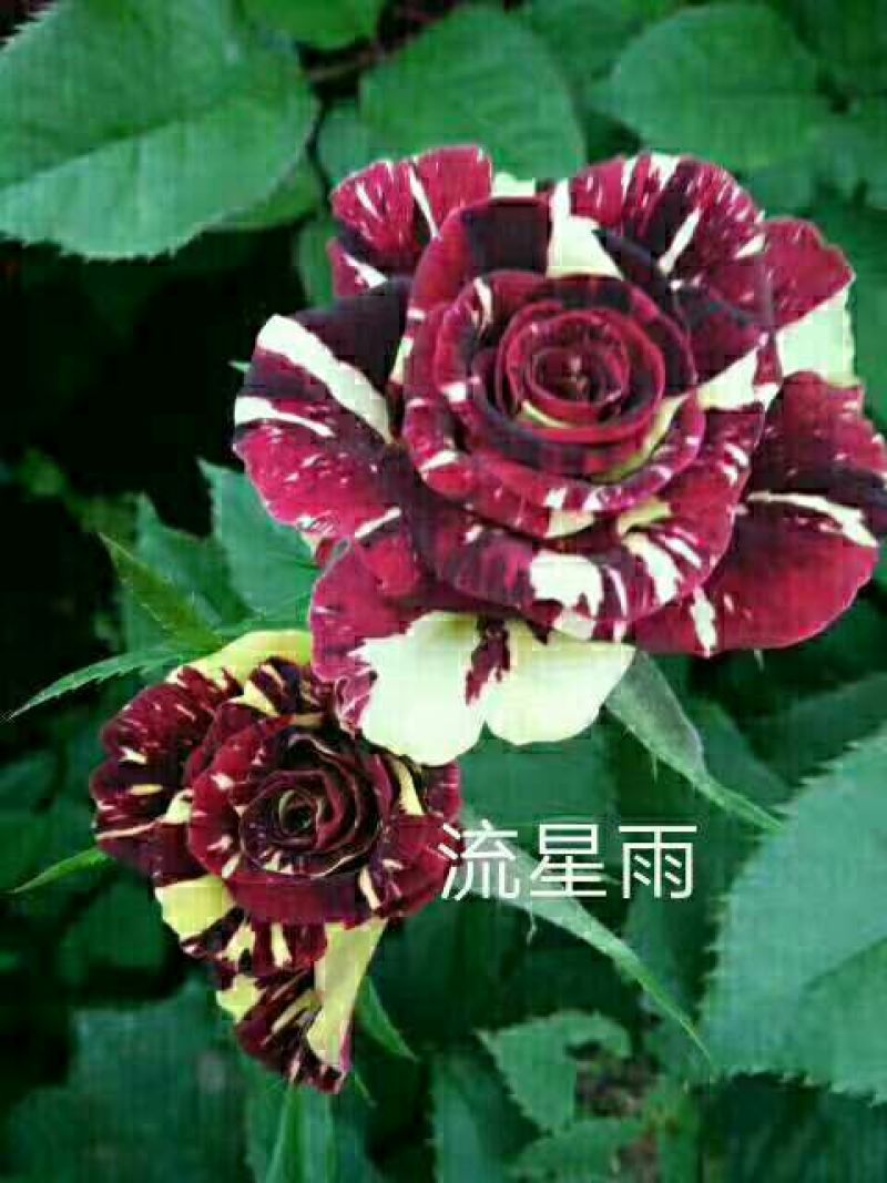 玫瑰花20~30cm