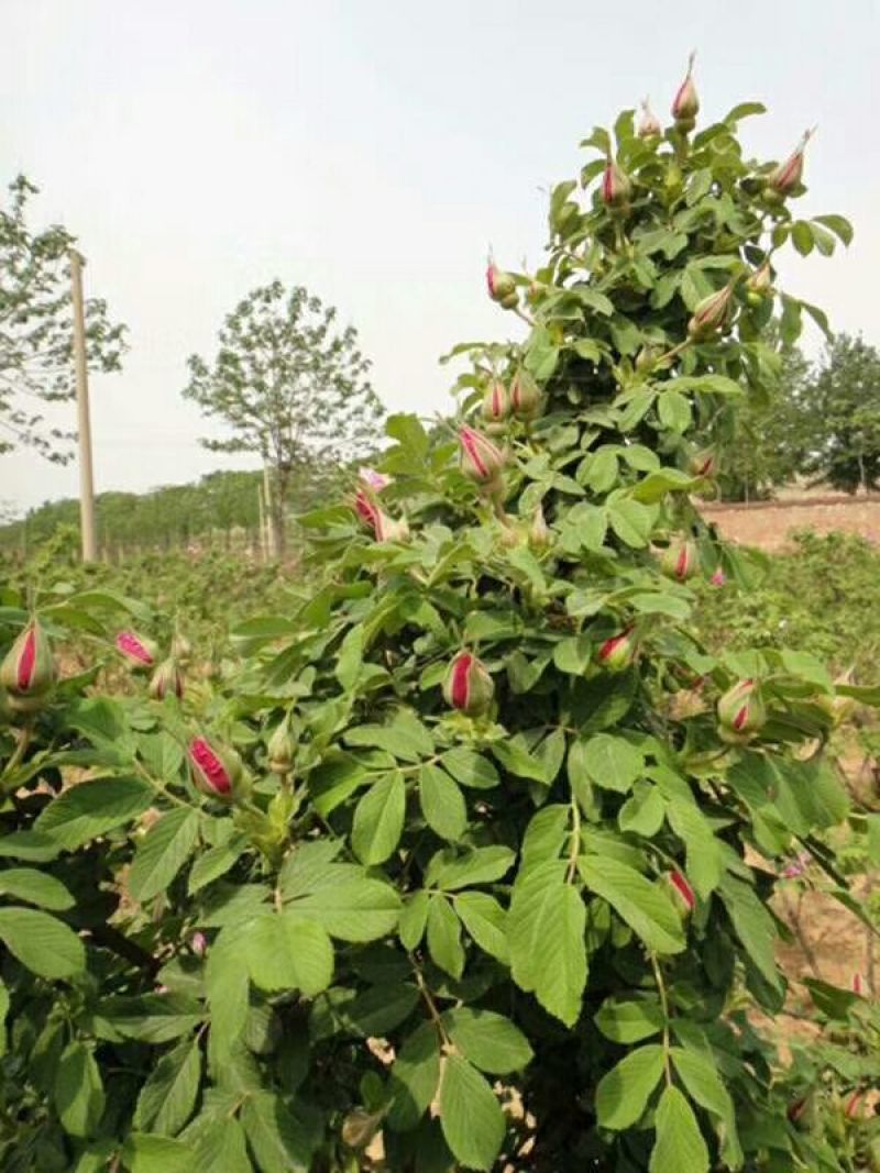 玫瑰花20~30cm