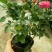 玫瑰花20~30cm
