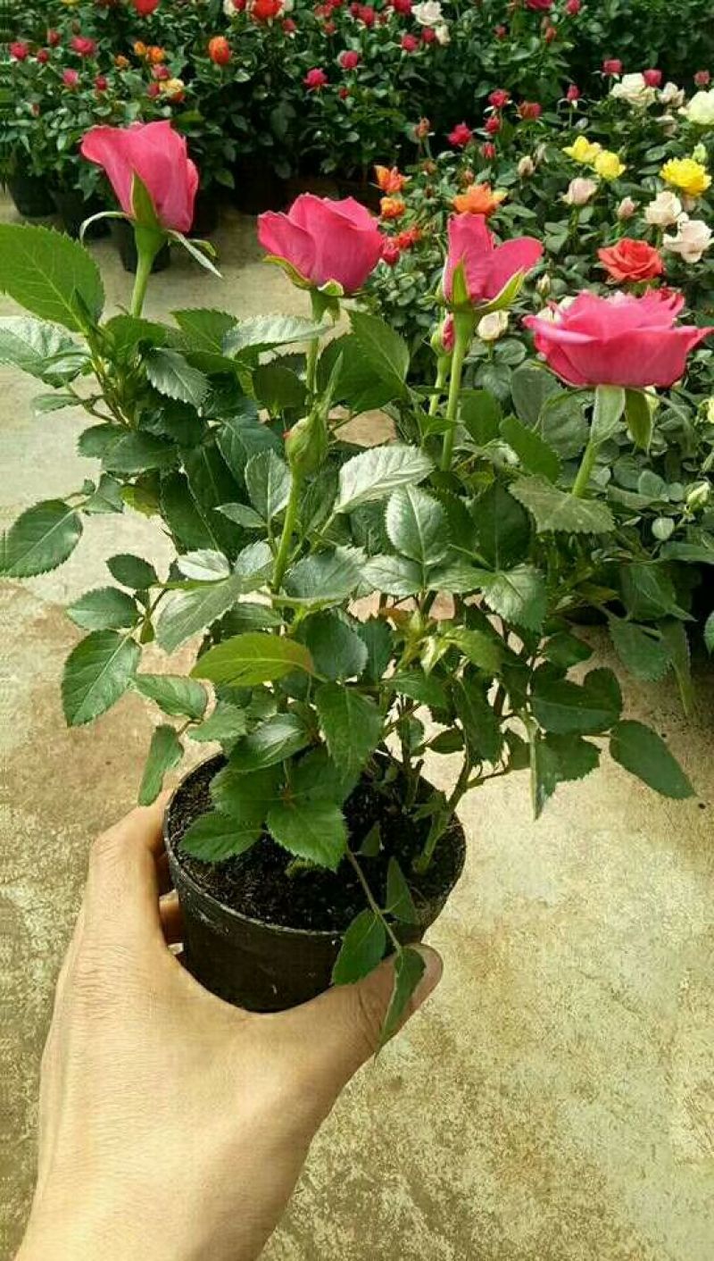 玫瑰花20~30cm