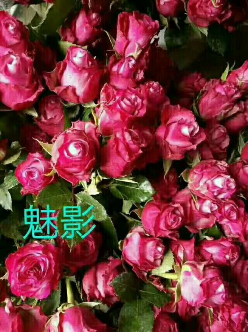 玫瑰花20~30cm