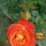 玫瑰花20~30cm