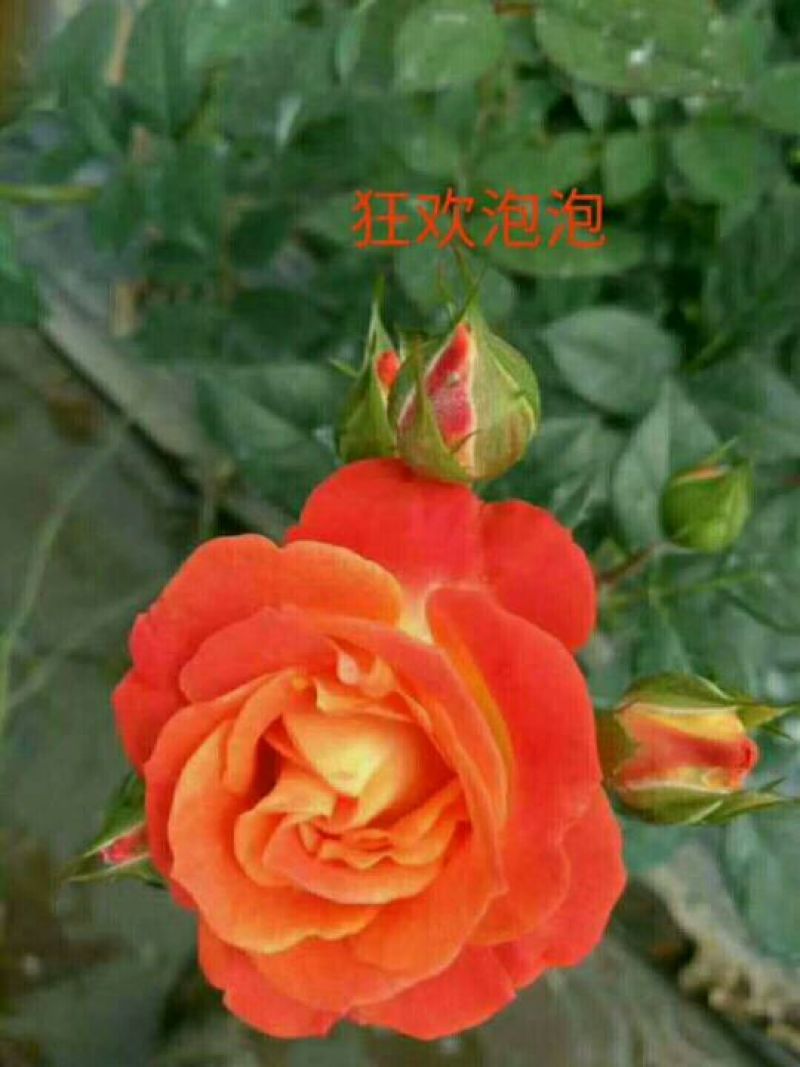 玫瑰花20~30cm