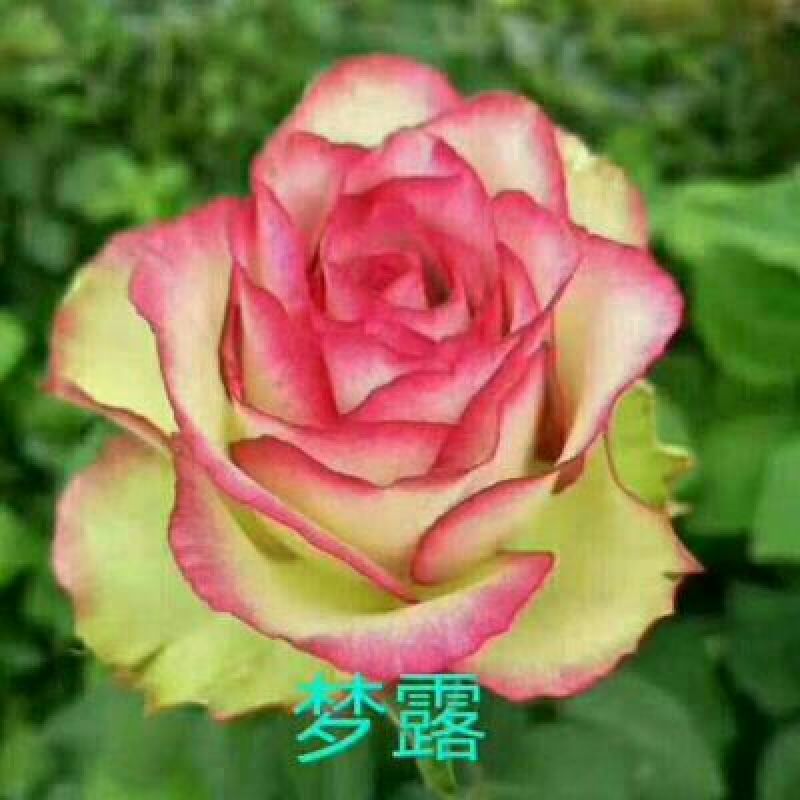 玫瑰花20~30cm