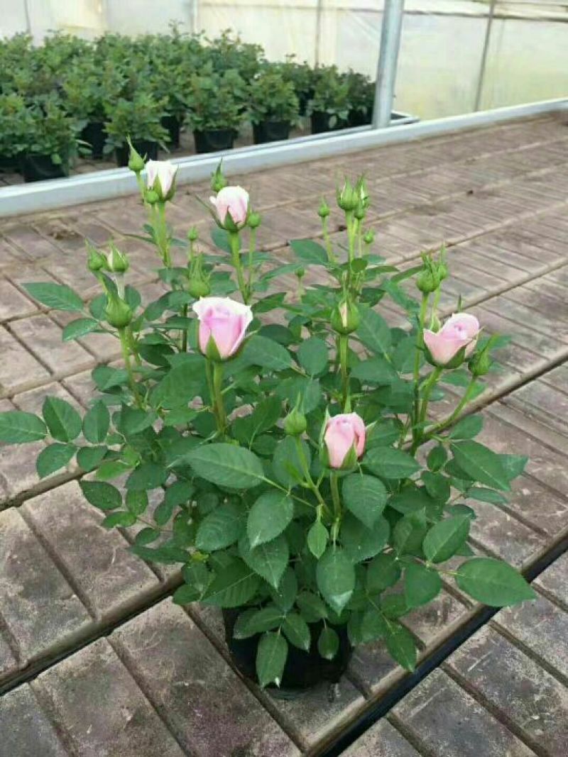玫瑰花20~30cm