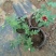 玫瑰花20~30cm