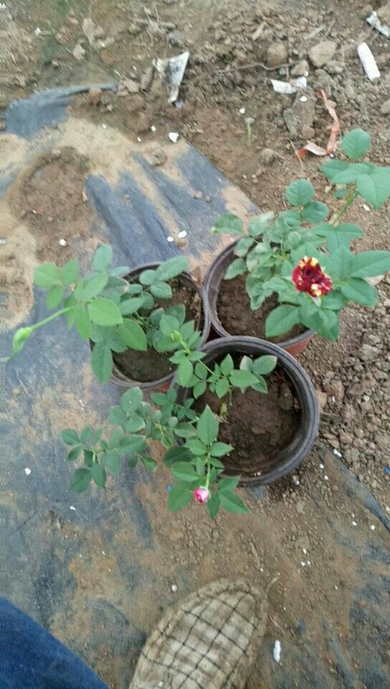 玫瑰花20~30cm