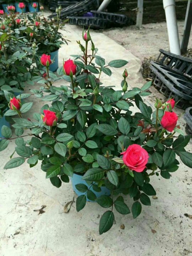 玫瑰花20~30cm