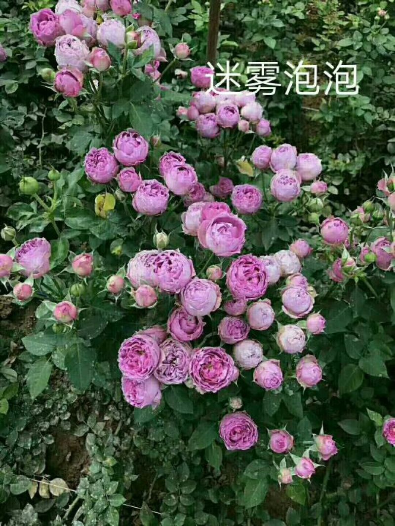 玫瑰花20~30cm