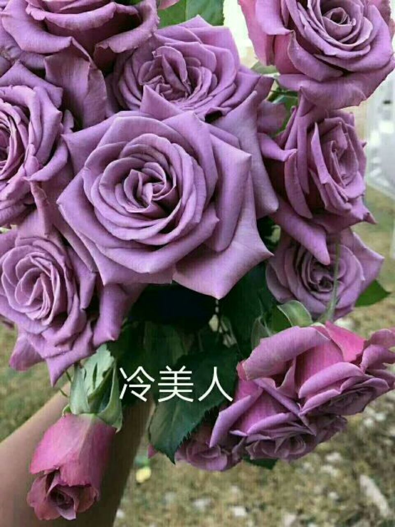 玫瑰花20~30cm