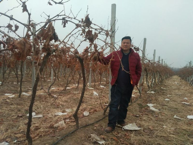 夏黑葡萄苗占地葡萄树占地建园工程用均可