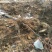 夏黑葡萄苗占地葡萄树占地建园工程用均可