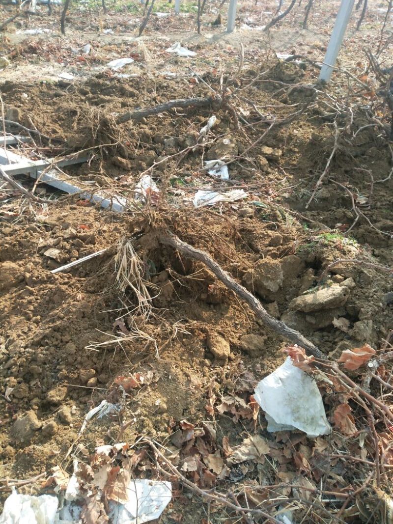 夏黑葡萄苗占地葡萄树占地建园工程用均可