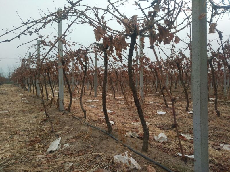 夏黑葡萄苗占地葡萄树占地建园工程用均可
