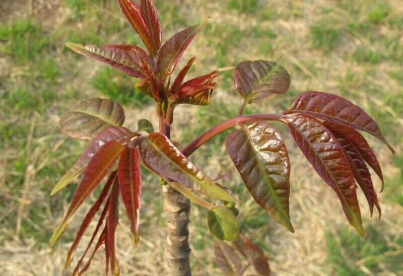 香椿种子香椿芽香椿苗香红油香