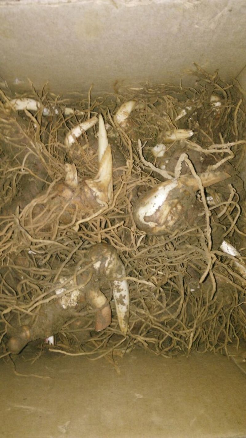 云南重楼统个鲜货