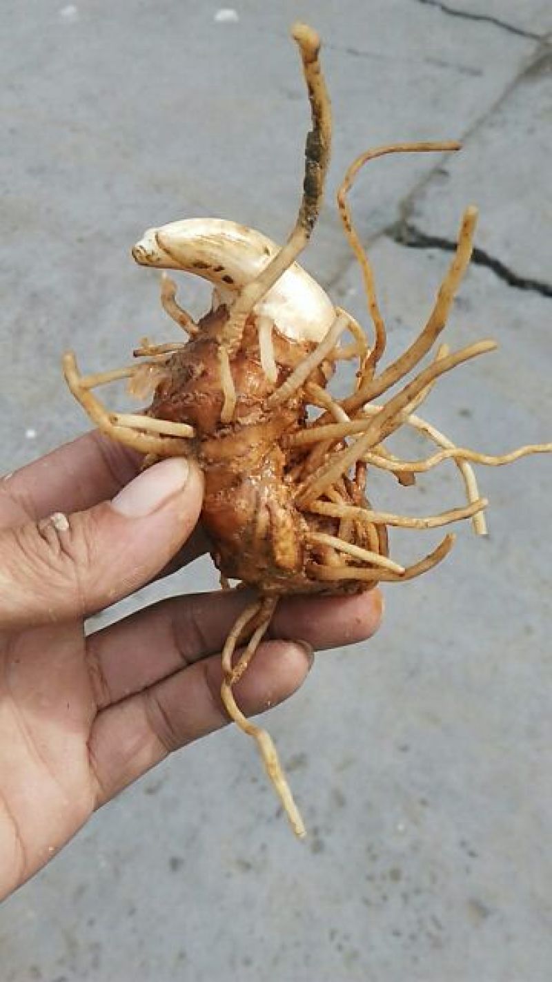 云南重楼统个鲜货
