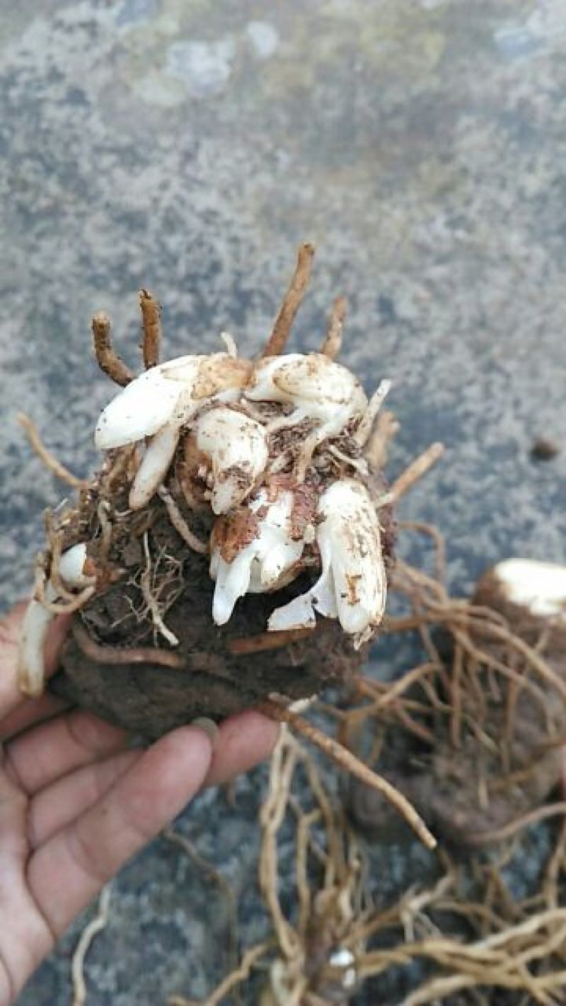 云南重楼统个鲜货