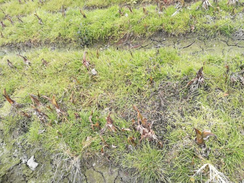 荔浦芋头3厘米以上