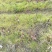 荔浦芋头江永香芋3厘米以上