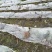 荔浦芋头江永香芋3厘米以上