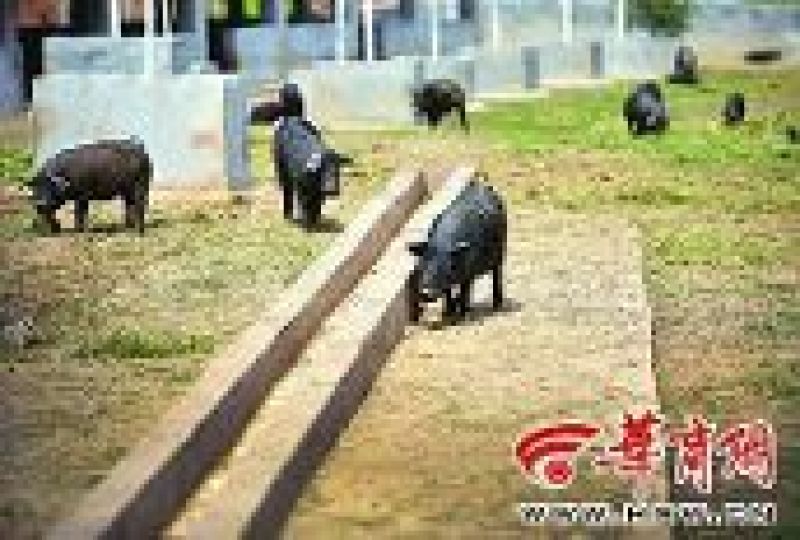 黑猪肉未加工食用整猪