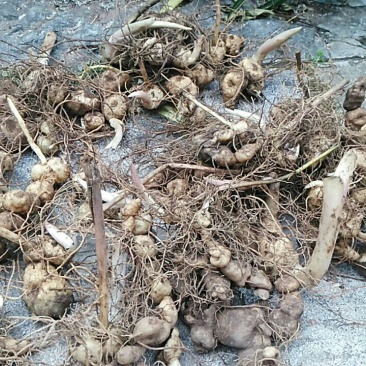 黄精选个全芽