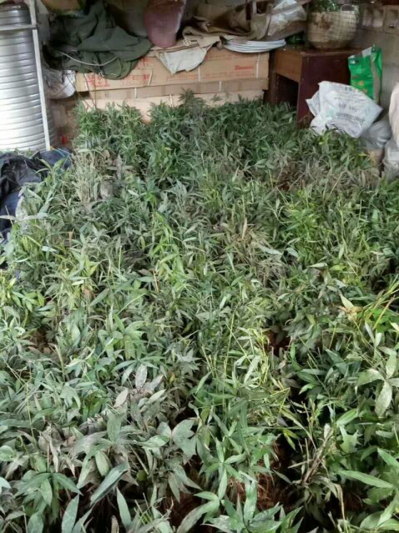 黄精种苗（该项属于野生苗，种苗都是从原始森林种采挖回来）