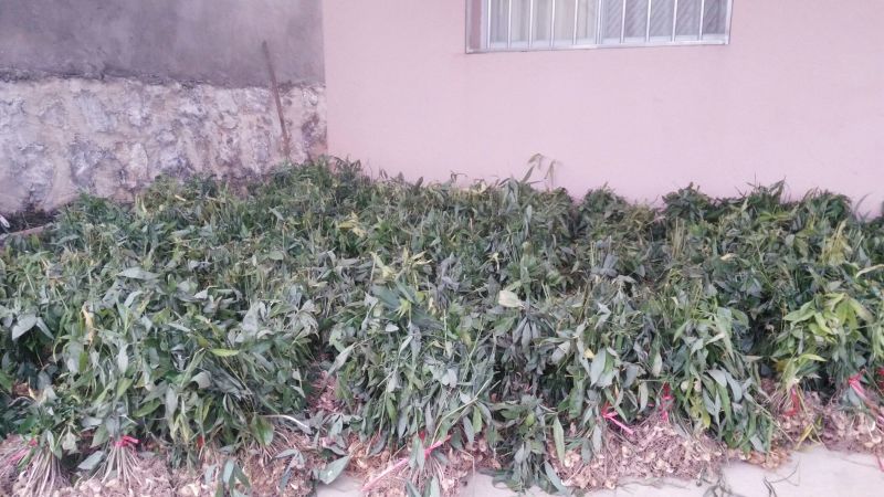 黄精种苗（该项属于野生苗，种苗都是从原始森林种采挖回来）