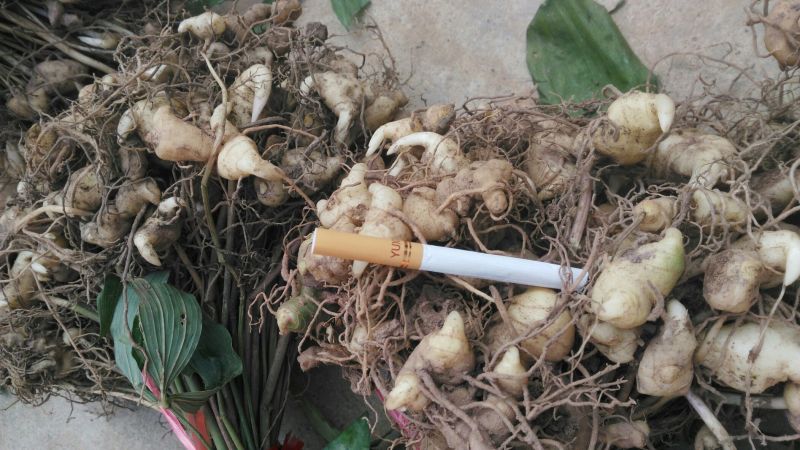 黄精种苗（该项属于野生苗，种苗都是从原始森林种采挖回来）