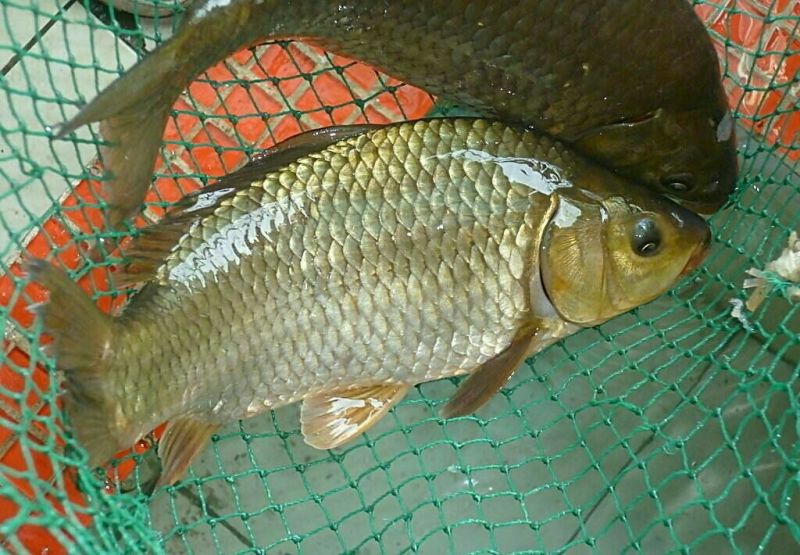 鲤鱼1~2公斤食用