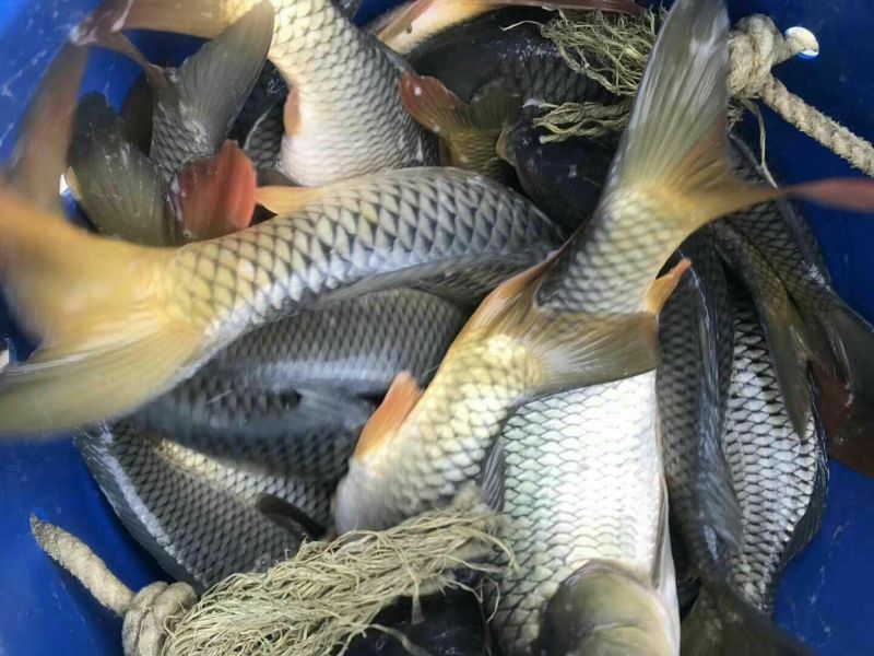 鲤鱼1~2公斤食用