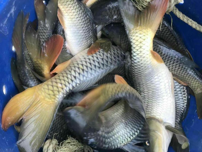 鲤鱼1~2公斤食用